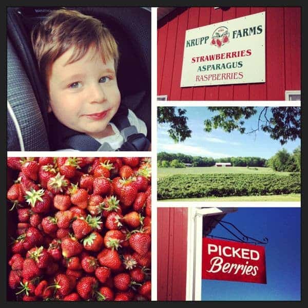 Strawberry Farm - The Lemon Bowl