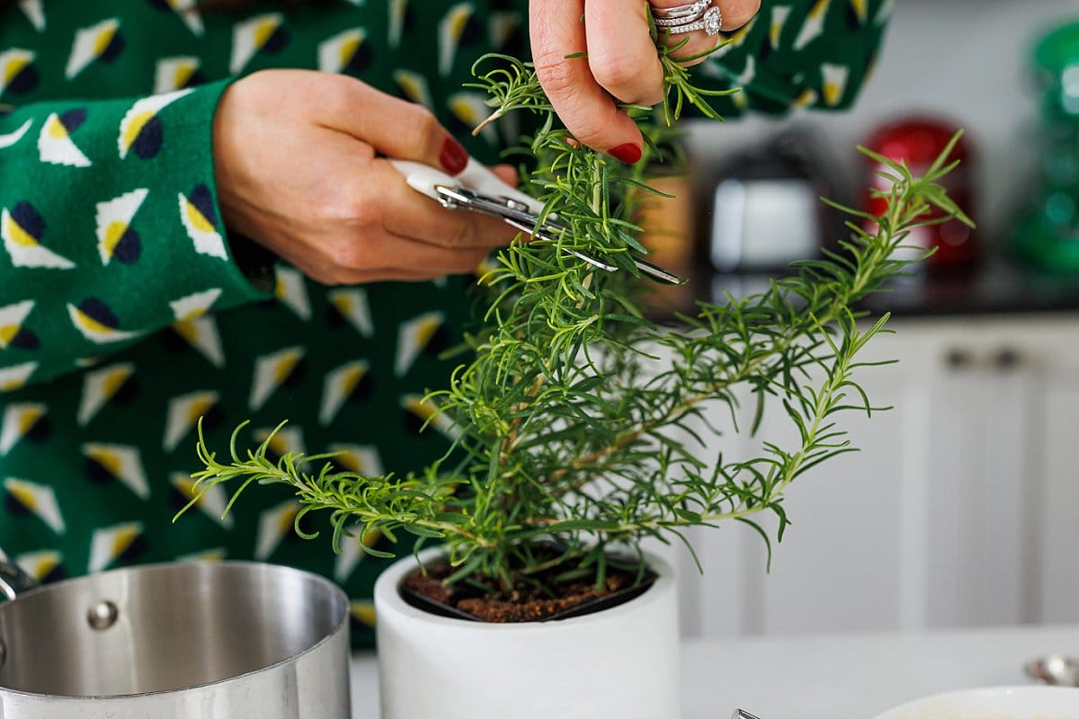 Trimming fresh rosemary into sprigs.